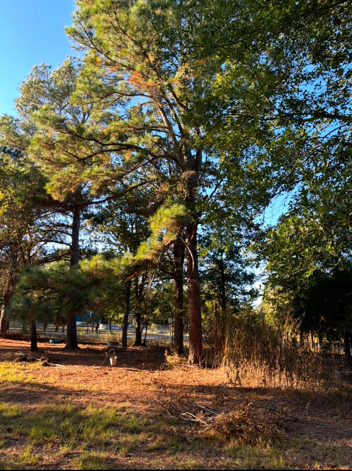 Austin Dr, Paige, TX 78659