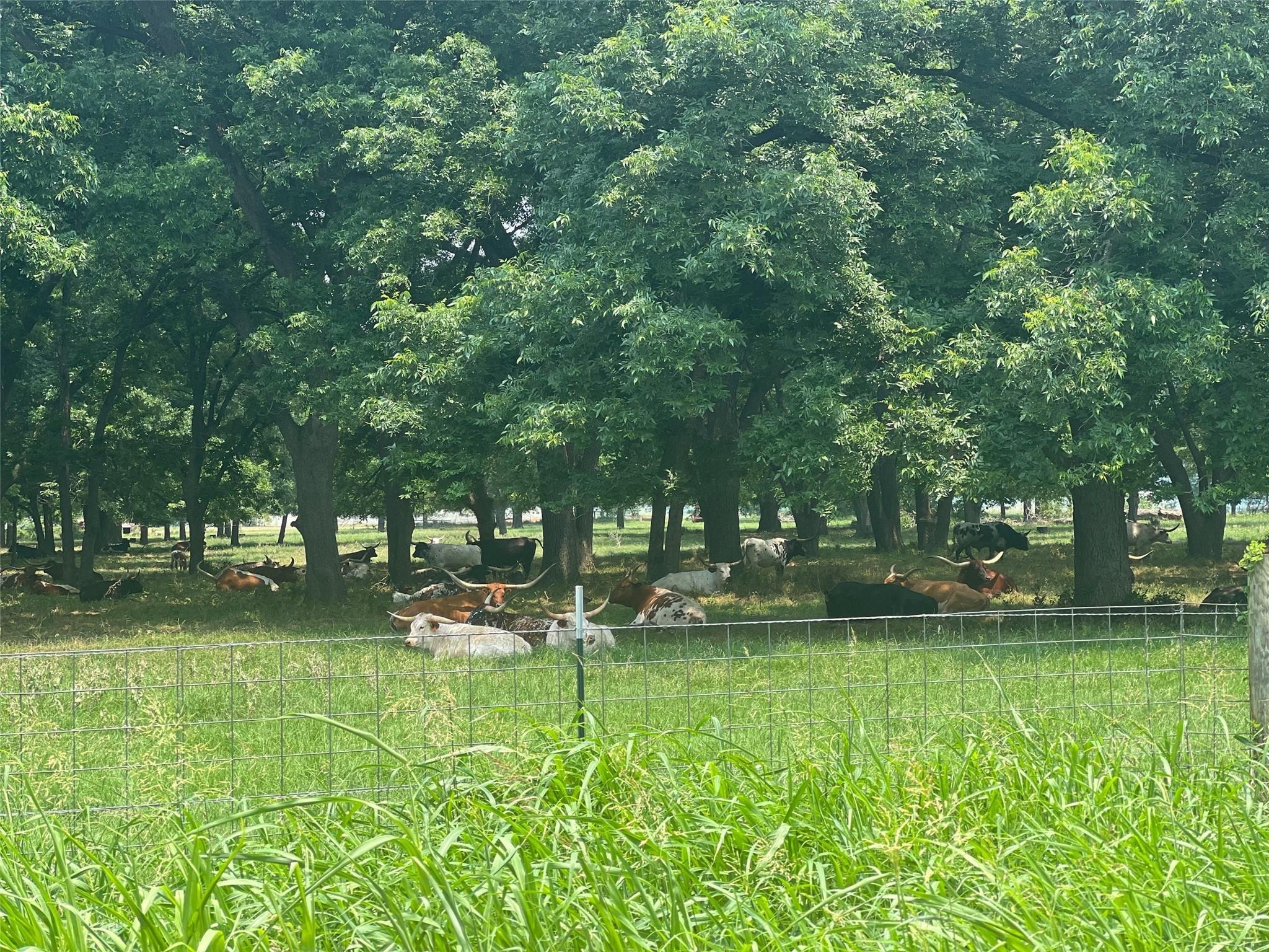Powell Rd, Smithville, TX 78957 #1