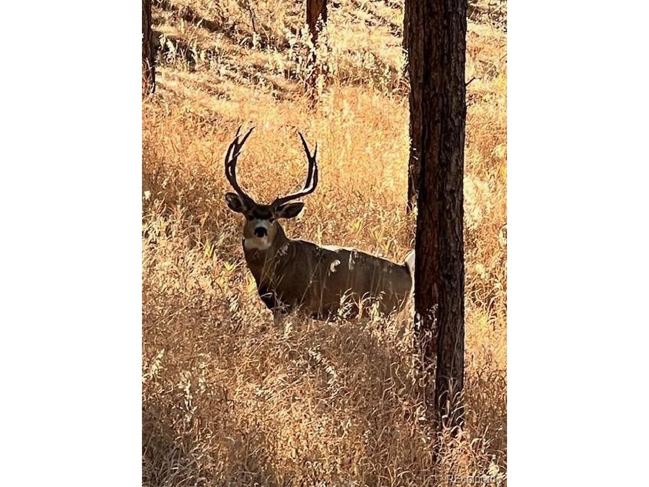 Mohawk Dr, Larkspur, CO 80118