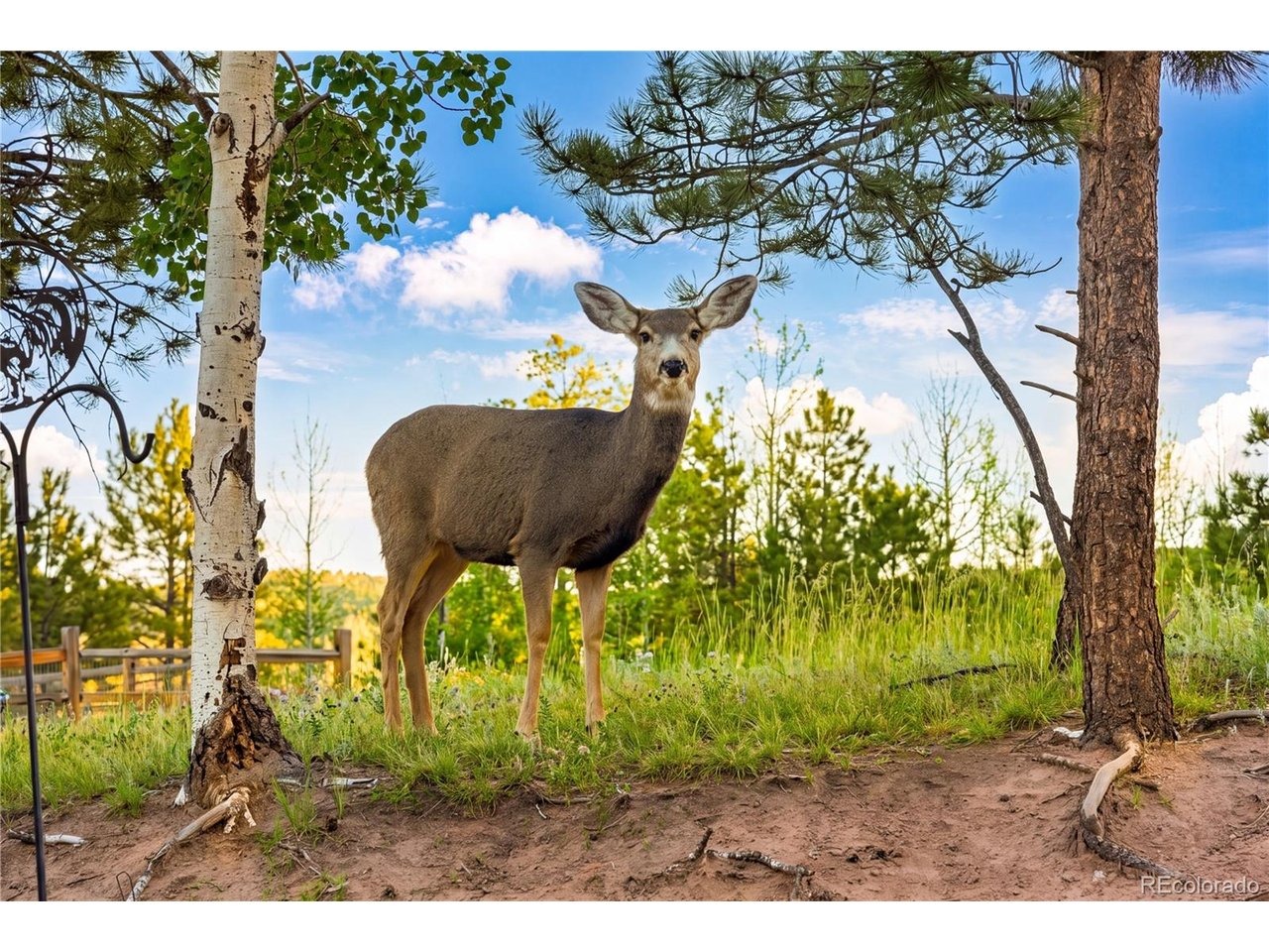 Ptarmigan Dr, Woodland Park, CO 80863