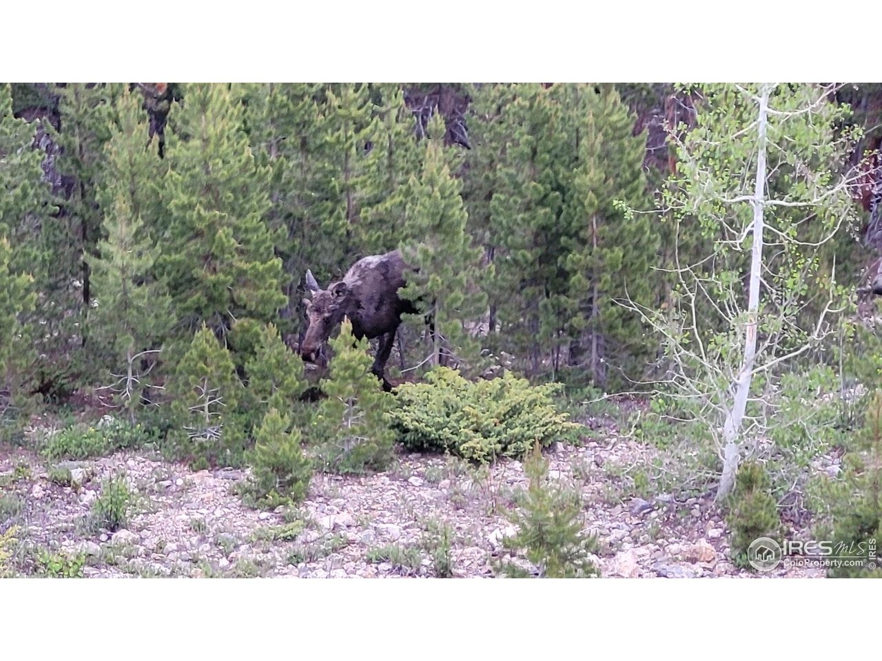 Highpoint Cir, Black Hawk, CO 80422 #1