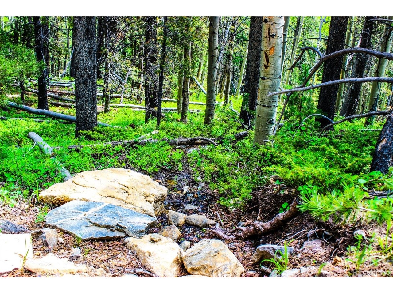 Roosevelt Ridge Rd, Black Hawk, CO 80422 #1