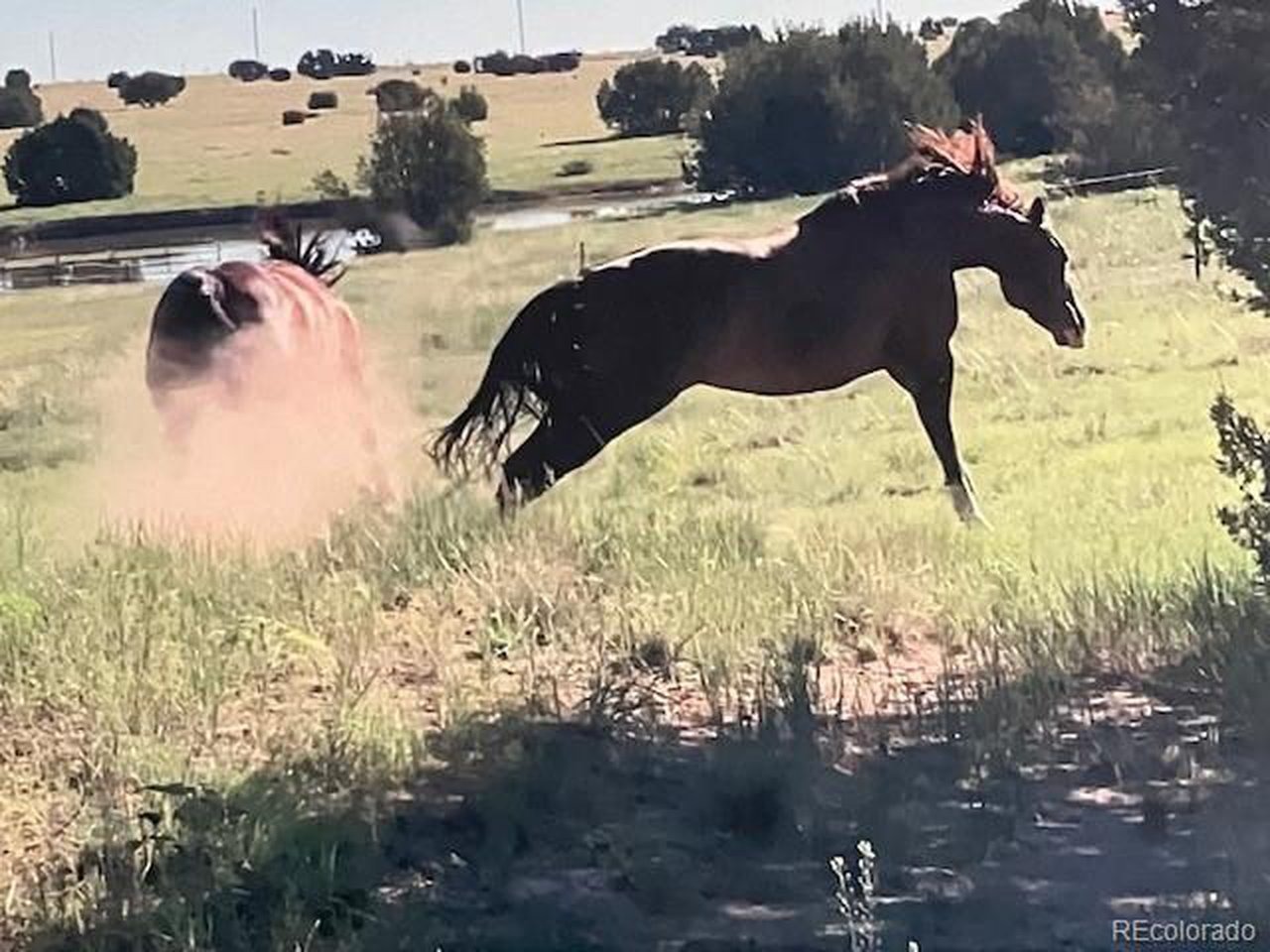 Sunflower Ln, Pueblo, CO 81004 #1