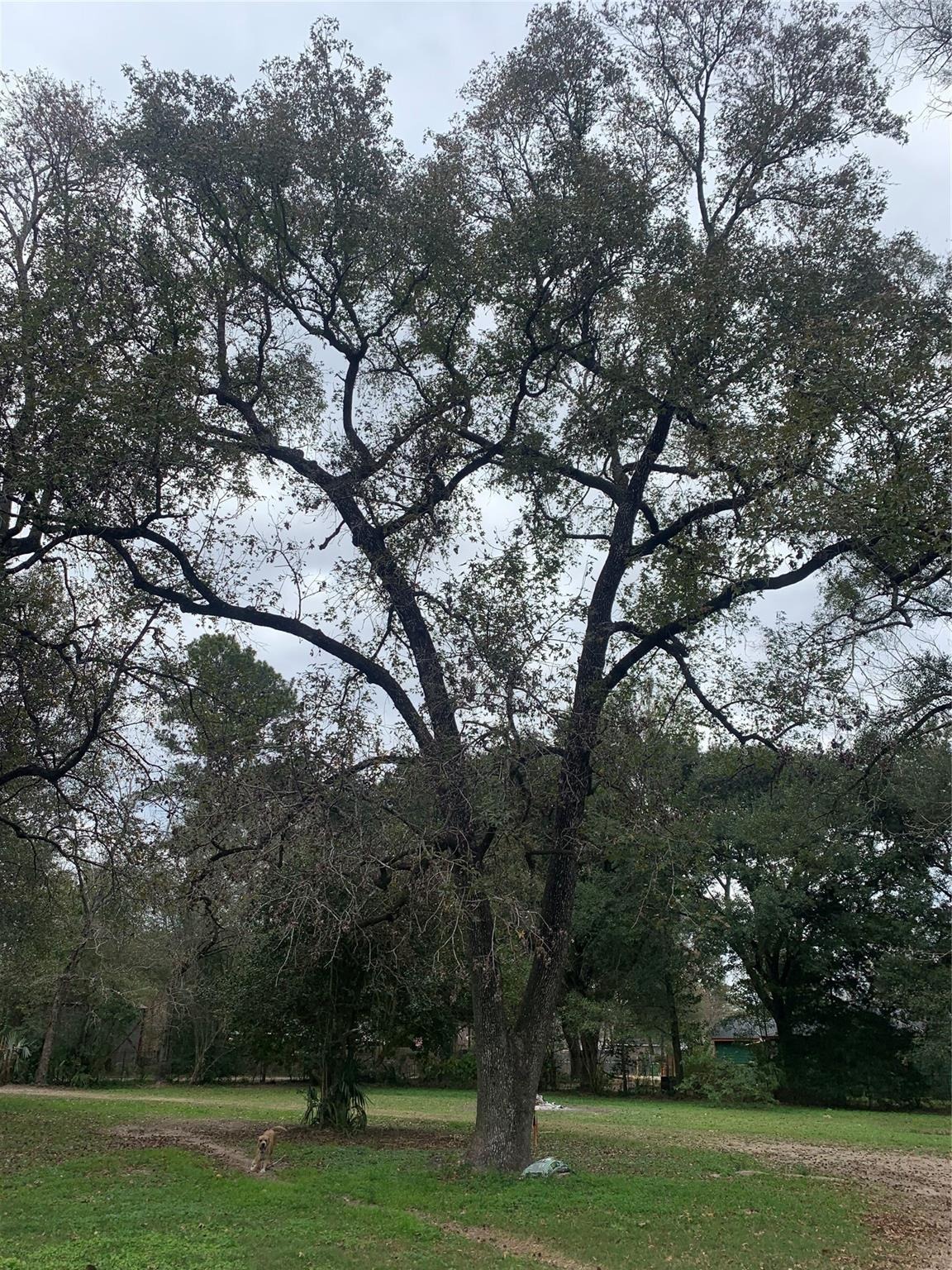 Hudson , New Caney, TX 77357 #1