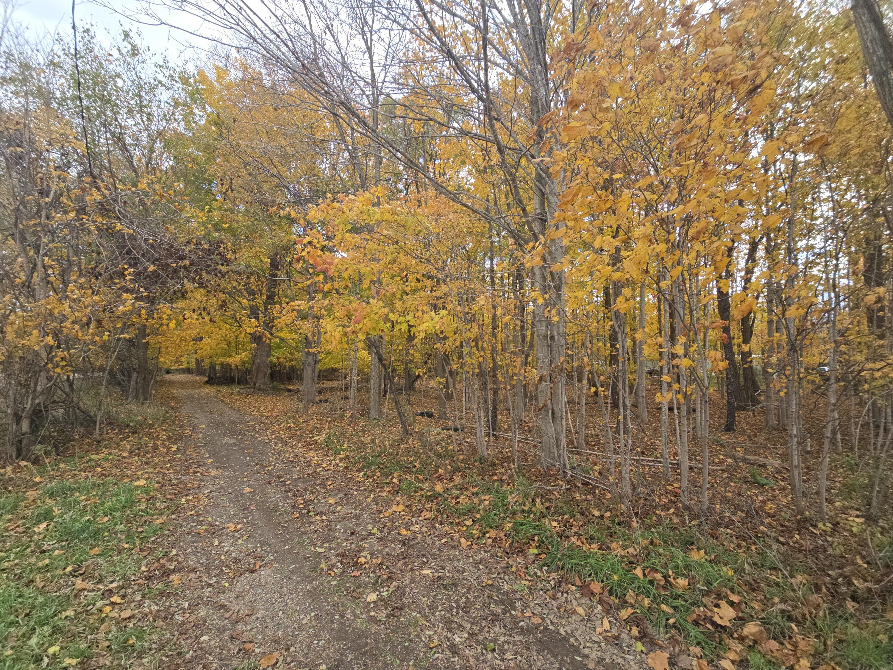 Oliverda Rd, Sherwood, MI 49089 #1