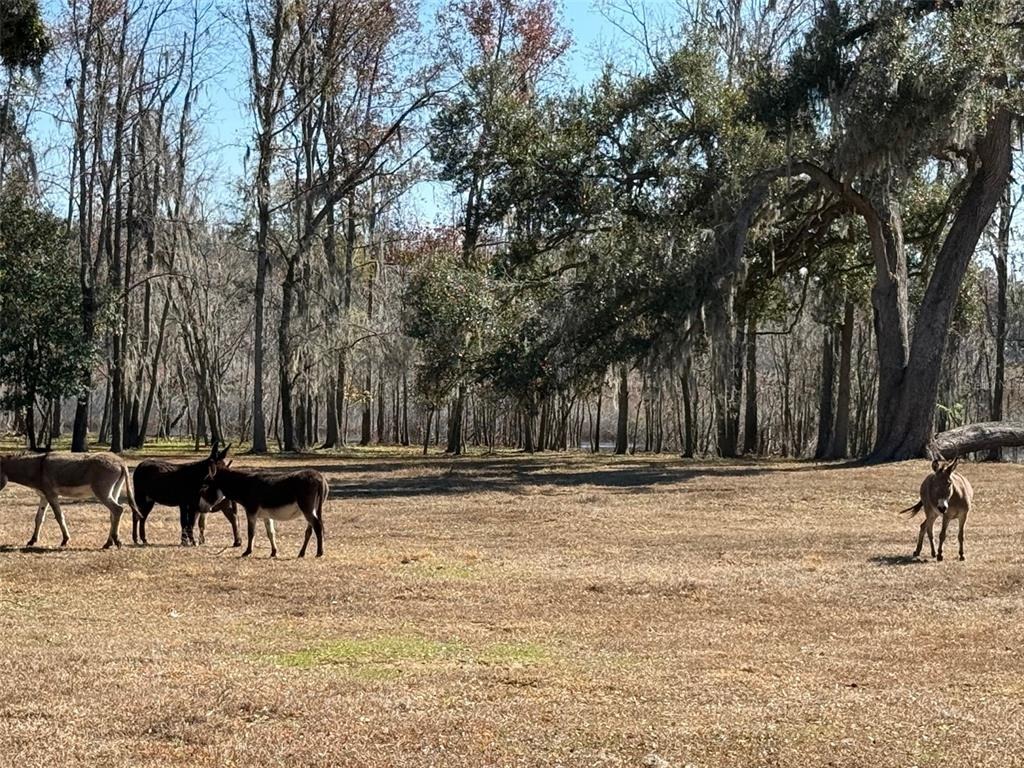 Hester Rd, Dade City, FL 33525 #1