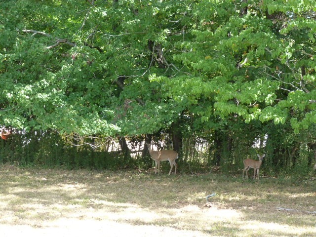 Bradbury Ct, Tullahoma, TN 37388