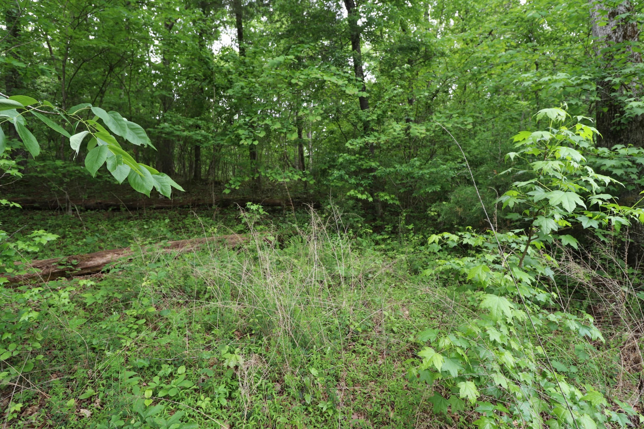 Shore Dr, Rockwood, TN 37854