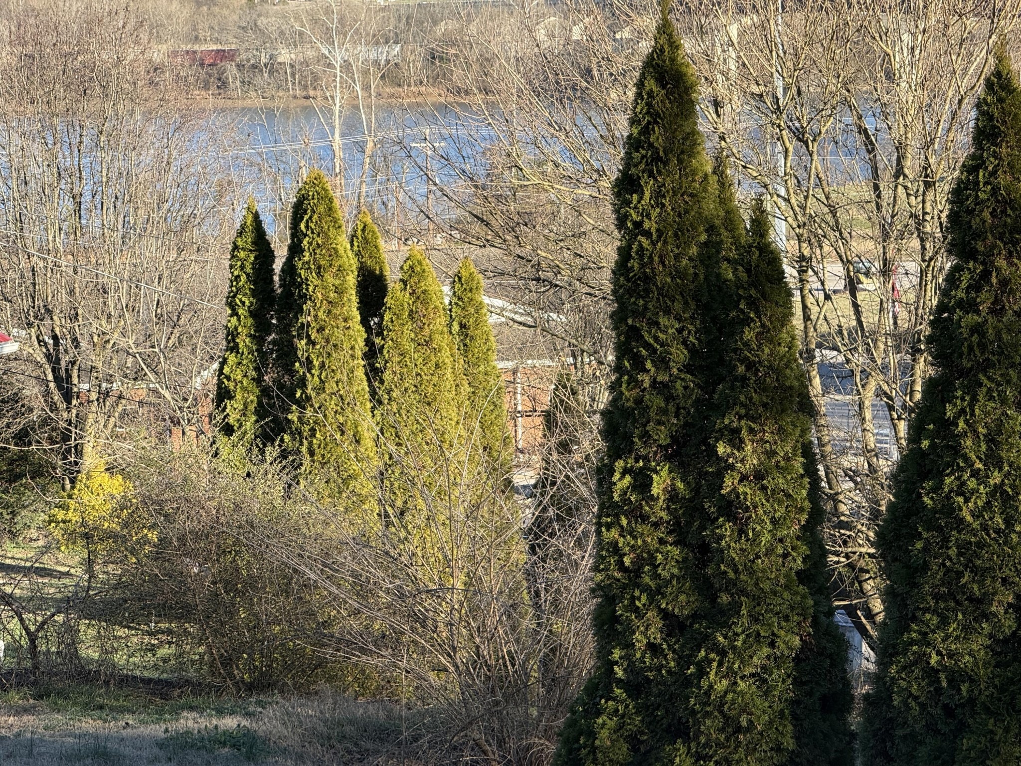 Collins St, Loudon, TN 37774 #1