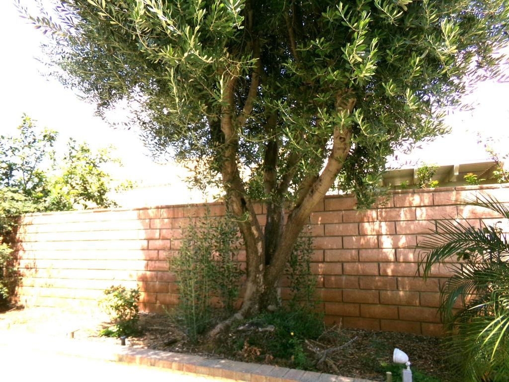 Forest Oaks Ave, Banning, CA 92220