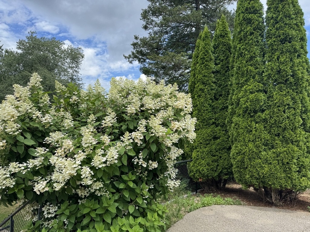 Grace Rd, Woburn, MA 01801 #1